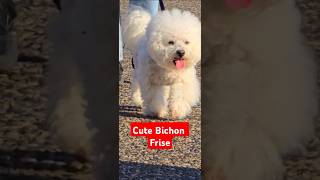 Bichon Frise Show [upl. by Annaear]