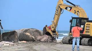 Raw Video Workers cut up beached whale for disposal [upl. by Moses]