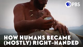 How Humans Became Mostly RightHanded [upl. by Innob]