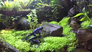 Dart frog feeding [upl. by Wadell387]