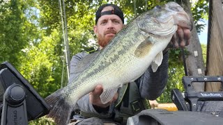 Lake Norman big bass shad spawn [upl. by Neeham]