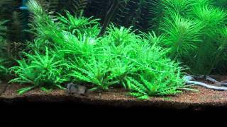 Parade nuptiale Corydoras Panda [upl. by Rabelais]