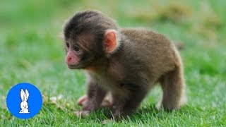 Monkey See Monkey Do Baby Edition  Cutest Compilation [upl. by Viviyan]