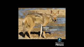 BLACK BACK JACKAL drsksinghchanneljaishree1255 [upl. by Ihsar]