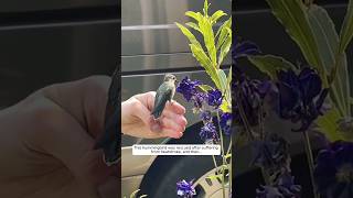 This hummingbird was rescued from heatstroke and then animalshorts shortvideo [upl. by Chouest]