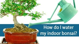 How do I water my bonsai [upl. by Earley]