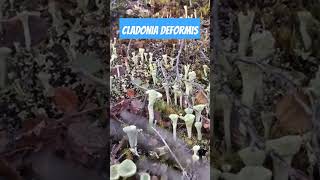 Cladonia deformis Mushrooms Alaska [upl. by Lowrance161]