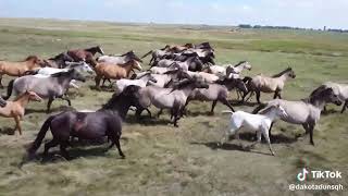 Welcome To The Hoffman Ranch Meet our Dakota Duns Quarter Horses [upl. by Tiffi]