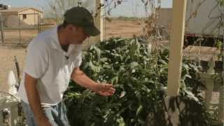 Aphids Control Aphids Naturally with Neem Oil  Sweet Corn Organic Nursery [upl. by Trout]