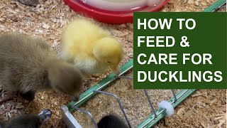 How to properly feed and care for baby ducklings [upl. by Eneryt]