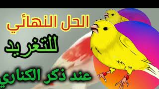 الحل نهائي لمشكلة عدم تغريد ذكر الكناري canaries canariharz طائرالحسون طائرالكناري كناري [upl. by Ahseek747]