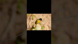 Black crested bulbul bird voice for sleep 💤Nature with relaxation blackcrestedbulbulsleep [upl. by Syverson759]