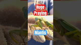 HUGE Praying Mantis [upl. by Winzler]