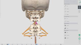 Pinched Nerve Neck  Neck Anatomy  Neck Pain Causes  OBTS [upl. by Atener]