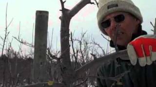 Pruning an Apple Tree with Steve Smith 1 [upl. by Four]