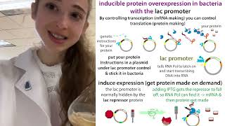 IPTGinducible protein expression using the lac promoter justthegist version [upl. by Oeflein]