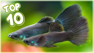 Top 10 Most Famous Guppy Fish in the World [upl. by Rosecan]