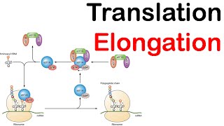 TRANSLATION  3 PHASES  INITIATION ELONGATION and TERMINATION  PROTEIN SYNTHESIS [upl. by Annaiek]