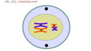 Mejoza meiosis [upl. by Verge]