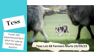 Lot 48 Tess – 100523 Farmers Marts Dolgellau Online Sheepdog Auction [upl. by Eilis]