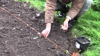 Knoblauch und Zwiebeln im Herbst im Garten pflanzen [upl. by Finny]