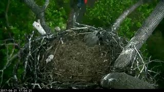 DC Eagle Cam captures baby eagle returning to nest [upl. by Rhett]