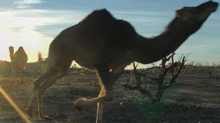 Stampeding Camels amp Sheep  CAMEL FRENZY [upl. by Aleacim]