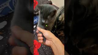 Handshake 🤝 cuteanimal kitten cutecat catlover [upl. by Cathy414]