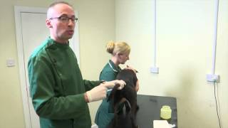 Pet Care Tips How to empty your dogs anal glands [upl. by Ilecara]