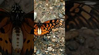 The Worlds Most Poisonous Butterfly  Halloween Butterflies and Moths [upl. by Yug]