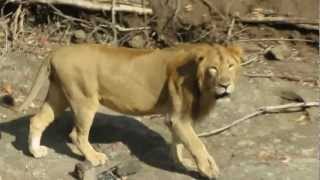 A Close Encounter with Male Asiatic Lion [upl. by Donnelly]