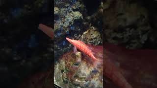 Hawkfish at the Houston zoo pt 1 [upl. by Ellecrad]