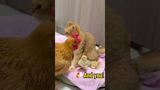 Click to watch the full version The kitten helps the hen take care of the chickshen is confused [upl. by Sykleb]