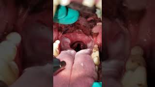 Laryngeal Paralysis Dog Video Lar Par in Dogs [upl. by Nosinned]