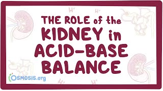 The role of the kidney in acidbase balance  renal physiology [upl. by Weir]