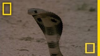 Cobra vs Mongoose  National Geographic [upl. by Enaej882]