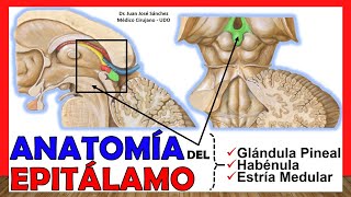 🥇 Anatomía del EPITÁLAMO Glándula Pineal Habénula ¡Explicación Sencilla [upl. by Inilam102]