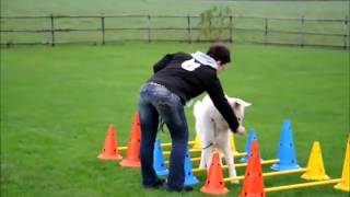 Cavalletti training  Alprovi sportenspelvoordierennl [upl. by Senhauser]