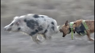 quotWild Boar Expedition Chasing 400 in Western NSW part 2 Wild Boar Hunting with Dogsquot [upl. by Willy]