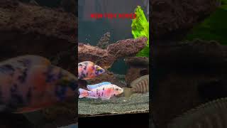 Added fish 1 Hongi 1 Red Empress 3 OB Peacocks cichlid africancichlids cichlidaquarium [upl. by Kaplan]