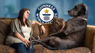 Great Dane is the Worlds Tallest Dog  Guinness World Records [upl. by Bouchard]