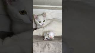 Newborn kitten meows Day fourteen shorts 4k [upl. by Friedrich585]