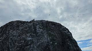 Just birds soaring at Bass Rock [upl. by Earaj]