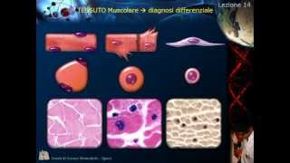 Istologia  Lezione 14 Muscolare pt 2 e Nervoso pt 1 [upl. by Fante]