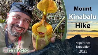 Mount Kinabalu hike Nepenthes expedition by Carnivaro [upl. by Arahas]