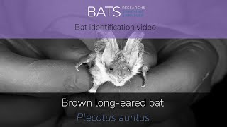 Brown longeared bat Plecotus auritus identification training video [upl. by Pandora]