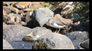 개운하게 비우는 삑삑도요 green sandpiper [upl. by Eromle619]