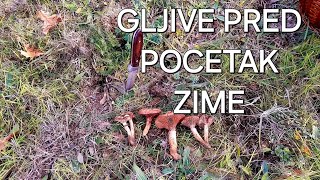 Gljive pred pocetak zime 19 nov 2024 [upl. by Ross]