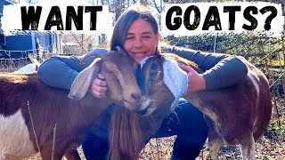 Beginners Guide To Raising Goats  How To Choose amp Care For Your First Goats [upl. by Medarda]