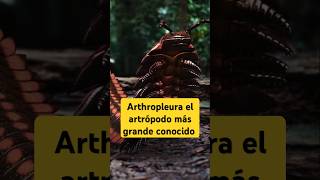 Arthropleura el artrópodo más grande conocido sabiasque [upl. by Kroo]